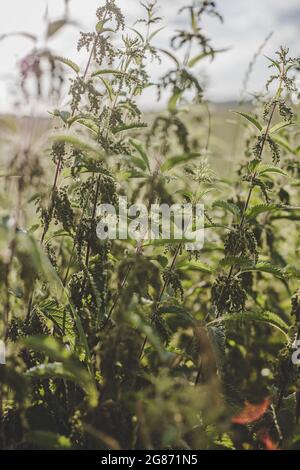 Ortie verte luxuriante (Urtica dioica) avec des feuilles en forme de coeur et des fleurs jaunes rétro-éclairées avec le soleil du soir dans la prairie. Peut être utilisé comme médicament Banque D'Images