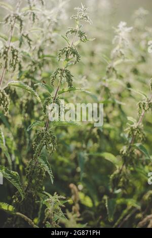 Ortie verte luxuriante (Urtica dioica) avec des feuilles en forme de coeur et des fleurs jaunes rétro-éclairées avec le soleil du soir dans la prairie. Peut être utilisé comme médicament Banque D'Images