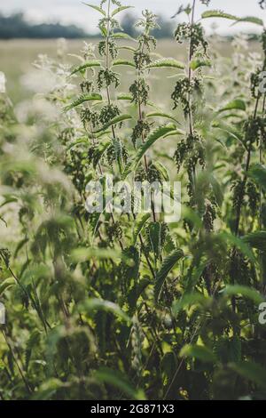 Ortie verte luxuriante (Urtica dioica) avec des feuilles en forme de coeur et des fleurs jaunes rétro-éclairées avec le soleil du soir dans la prairie. Peut être utilisé comme médicament Banque D'Images