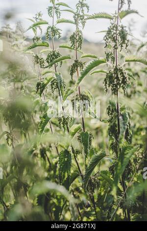 Ortie verte luxuriante (Urtica dioica) avec des feuilles en forme de coeur et des fleurs jaunes rétro-éclairées avec le soleil du soir dans la prairie. Peut être utilisé comme médicament Banque D'Images