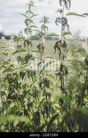 Ortie verte luxuriante (Urtica dioica) avec des feuilles en forme de coeur et des fleurs jaunes rétro-éclairées avec le soleil du soir dans la prairie. Peut être utilisé comme médicament Banque D'Images