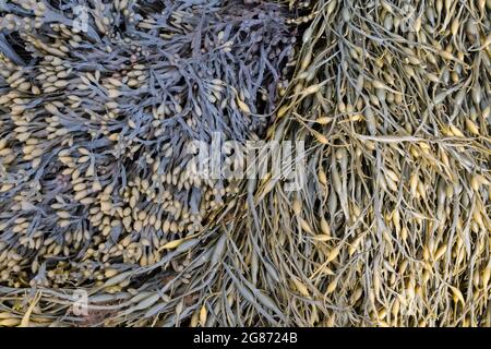 Fucus spiralis et Ascophyllum nodosum / râtelier en spirale et algue à râtelier nouée sur la côte écossaise. Écosse Banque D'Images