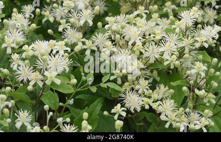 Des fleurs verdâtres de joie des voyageurs (Clematis vitalba) s'ébattant sur un sol très pauvre, en galets, derrière la plage de Rye Bay. Rye Harbour Natu Banque D'Images