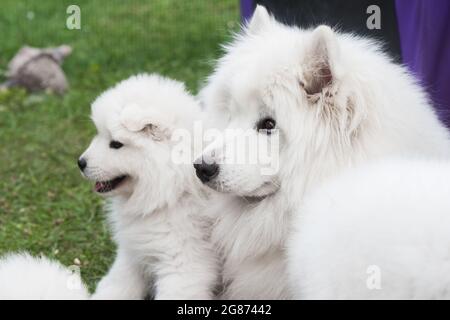 Famille de chiens Samoïés. Petit chiot et adulte Banque D'Images