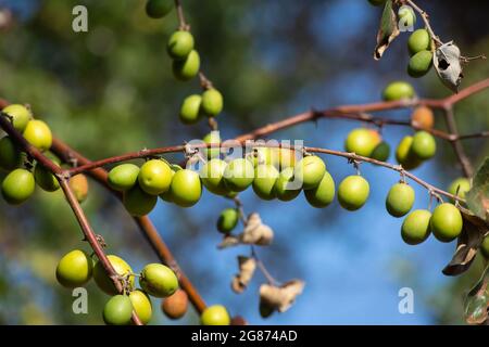 Jujujube vert sur le jujube dans le jardin Banque D'Images