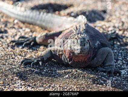 Portrait de l'iguana marine de Galapagos (Amblyrhynchus cristatus), île d'Espanola, Galapagos, Équateur. Banque D'Images