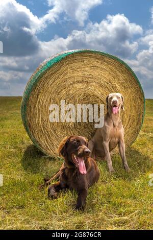 Chiot et Weimarane, retriever, enrobé de couleur brune, sur un pré d'été. Paysage agricole en République tchèque. Jour chaud sur le pâturage. Banque D'Images
