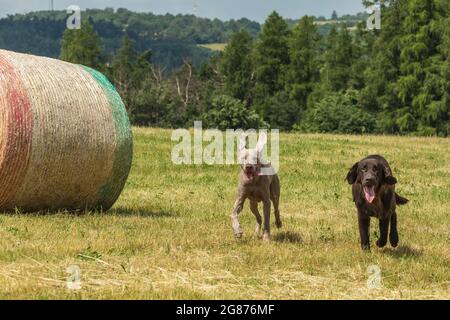 Chiot et Weimarane, retriever, enrobé de couleur brune, sur un pré d'été. Paysage agricole en République tchèque. Jour chaud sur le pâturage. Banque D'Images