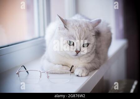 Chat adulte pedigree écossais chinchilla oreilles droites Banque D'Images