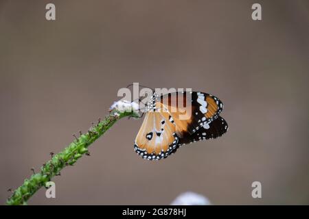 Gros plan sélectif d'un papillon monarque africain perché sur une fleur Banque D'Images