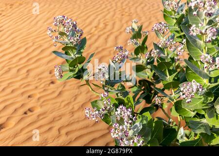 Pomme de Sodome (Calotropis procera) plante avec fleurs pourpres floraison et désert dunes texture en arrière-plan, Émirats arabes Unis. Banque D'Images