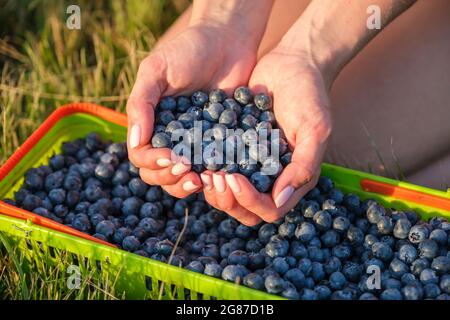 Femme mains pleines de bleuets fraîchement récoltés en forme de coeur gros plan Banque D'Images