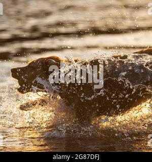 Cardiff, pays de Galles, Royaume-Uni. 17 juillet 2021. Talisker le labrador se rafraîchit de la vague de chaleur britannique avec une baignade en soirée dans une rivière de Cardiff. Crédit : Mark Hawkins/Alay Live News Banque D'Images