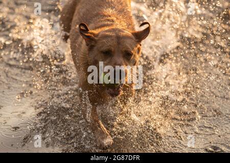 Cardiff, pays de Galles, Royaume-Uni. 17 juillet 2021. Talisker le labrador se rafraîchit de la vague de chaleur britannique avec une baignade en soirée dans une rivière de Cardiff. Crédit : Mark Hawkins/Alay Live News Banque D'Images