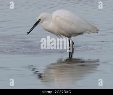 Un petit Egret (Egretta garzetta), réfléchi dans l'eau fixe, tient dans son bec un petit poisson qu'il vient de prendre. Réserve naturelle de Rye Harbour, Rye H. Banque D'Images