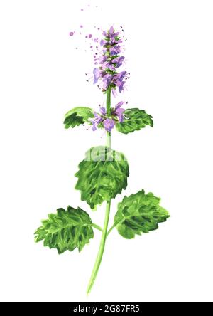 Plante patchouli ou Pogostemon cablini branche avec des fleurs et des feuilles. Illustration aquarelle dessinée à la main, isolée sur fond blanc Banque D'Images