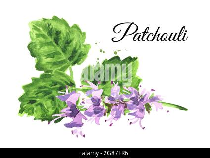 Plante patchouli ou Pogostemon cablini, fleurs et feuilles, dessin à la main aquarelle illustration isolée sur fond blanc Banque D'Images