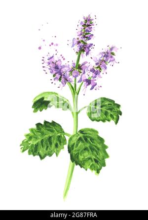 Plante patchouli ou Pogostemon cablini branche avec des fleurs et des feuilles. Illustration aquarelle dessinée à la main isolée sur fond blanc Banque D'Images