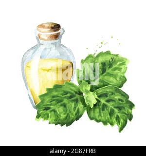 Huile essentielle de patchouli ou de Pogostemon cablini, illustration d'aquarelle dessinée à la main isolée sur fond blanc Banque D'Images