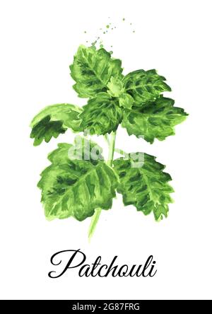 Plante la branche patchouli ou Pogostemon cablini avec des feuilles vertes. Illustration aquarelle dessinée à la main, isolée sur fond blanc Banque D'Images