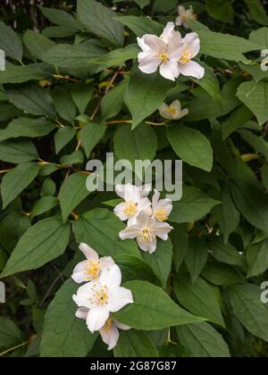 Philadelphus fausse branche de jasmin orange avec des fleurs blanches sur fond de feuilles vertes du Bush. Gros plan Banque D'Images