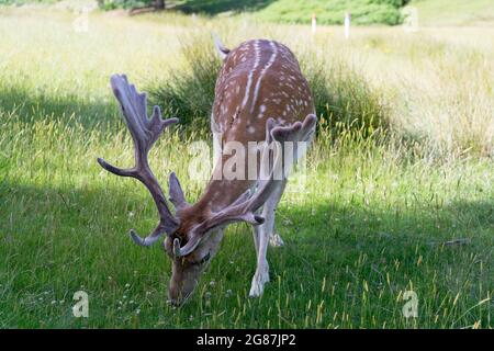 Cerf de Virginie avec bois nouvellement cultivé dans le parc national de Kent, Angleterre, Royaume-Uni Banque D'Images