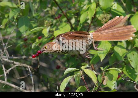 Brown Thrasher prend le vol avec des baies rouges • Pleasant Valley Preserve, Marcellus NY • 2021 Banque D'Images