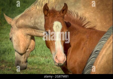 American Quarter Horses dans un ranch du comté de Gunnison, au Colorado. Palominos, sarrasins, duns, mares grises et de couleur sorrel, mousses et étalon. Banque D'Images