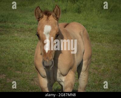 American Quarter Horses dans un ranch du comté de Gunnison, au Colorado. Palominos, sarrasins, duns, mares grises et de couleur sorrel, mousses et étalon. Banque D'Images