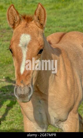 American Quarter Horses dans un ranch du comté de Gunnison, au Colorado. Palominos, sarrasins, duns, mares grises et de couleur sorrel, mousses et étalon. Banque D'Images