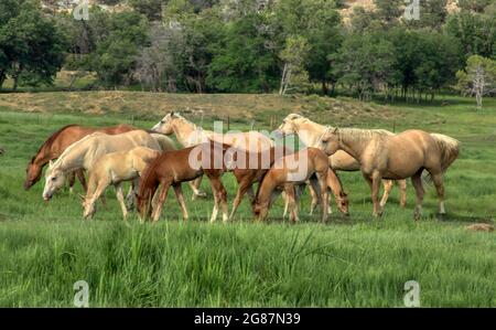 American Quarter Horses dans un ranch du comté de Gunnison, au Colorado. Palominos, sarrasins, duns, mares grises et de couleur sorrel, mousses et étalon. Banque D'Images