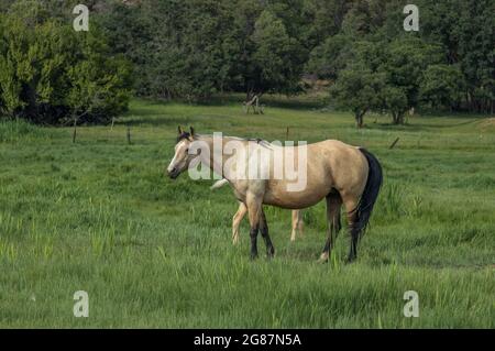 American Quarter Horses dans un ranch du comté de Gunnison, au Colorado. Palominos, sarrasins, duns, mares grises et de couleur sorrel, mousses et étalon. Banque D'Images