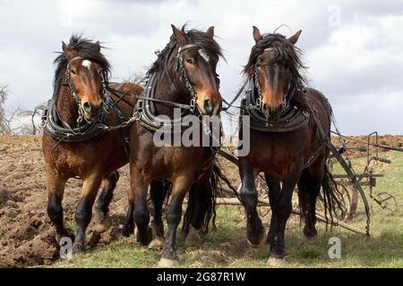 trois chevaux devant une charrue Banque D'Images