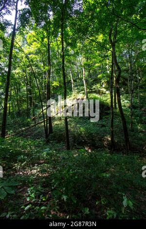 Vue depuis Cedar Sink Trail, parc national de Mammoth Cave, Kentucky Banque D'Images