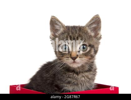 Portrait d'un adorable chaton gris, noir et marron assis dans une boîte rouge regardant le spectateur. Isolé sur blanc. Banque D'Images