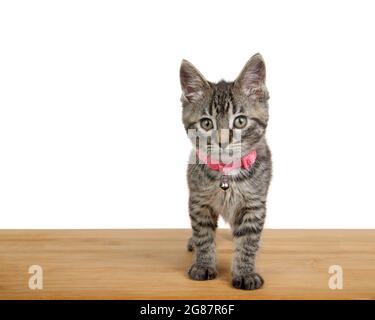 Adorable chaton gris, noir et marron portant un col rose avec une cloche debout sur un sol en bois sombre regardant le spectateur. Isolé sur blanc. Banque D'Images