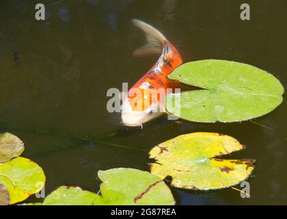 Koi ora également connu sous le nom de nishikigoi, une variété colorée de carpe d'Amur nageant dans l'étang de koi extérieur à travers l'eau Lilly coussins avec l'eau sombre murky. Banque D'Images