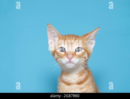 Portrait d'un chaton tabby orange regardant curieusement le spectateur, une oreille inclinée. Arrière-plan bleu turquoise avec espace de copie. Banque D'Images