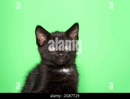 Portrait d'un adorable chaton noir avec tuf blanc de fourrure sur le cou en regardant le spectateur. Arrière-plan vert. Banque D'Images