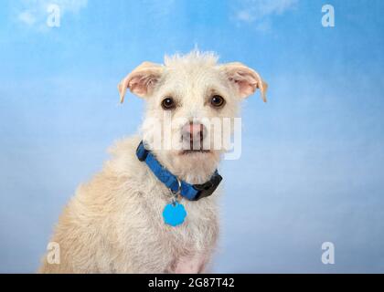 Portrait d'un adorable Jack Russell Terrier mix chiot portant un collier bleu regardant directement le spectateur. Ciel bleu comme arrière-plan. Banque D'Images