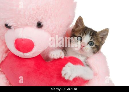 Gros plan d'un adorable chaton en polydactyle gris et blanc qui embrasse un coeur bourré tenu par un ours en peluche rose regardant directement le spectateur. Isolé sur whi Banque D'Images