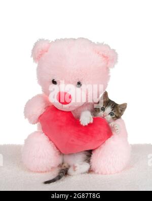 Adorable chaton en polydactyle gris et blanc qui embrasse un coeur bourré tenu par un ours en peluche rose regardant directement le spectateur. Isolé sur blanc. Banque D'Images