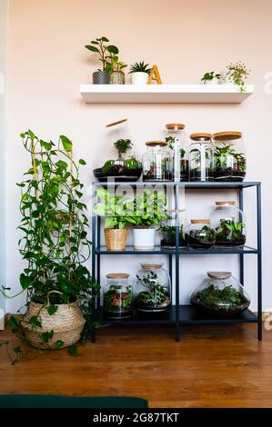 Étagère avec forêts en verre, exposition, exposition. Terrariums végétaux, jardin intérieur, vivarium, verre fermé, jardins miniatures, jardin sous verre Banque D'Images