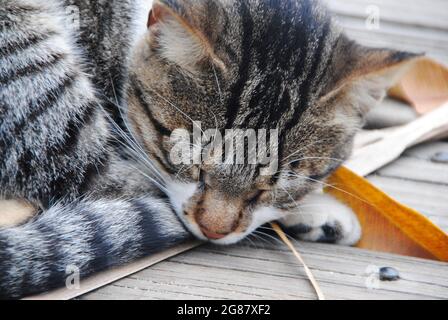 Chat mignon dormant sur le plancher en bois avec des feuilles d'automne jaunes. Banque D'Images