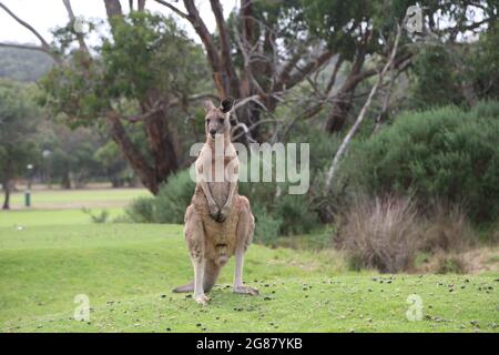 Kangourou masculin - Victoria, Australie Banque D'Images