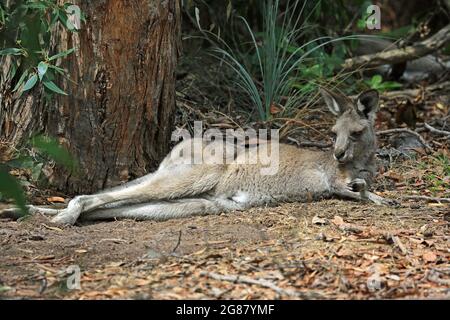 Kangaroo reposant - Victoria, Australie Banque D'Images