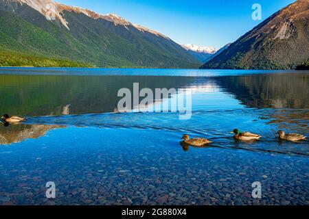 Un groupe de quatre canards sur le lac Rotoiti nageant à la surface de l'eau et perturbant les reflets cristallins de la montagne Banque D'Images