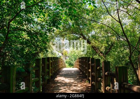 Route forestière au parc écologique Yeouido Saetgang à Séoul, Corée Banque D'Images