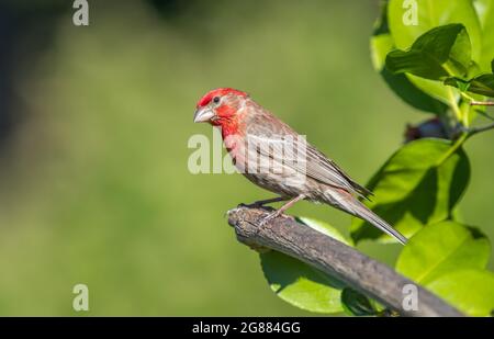 Une maison de sexe masculin finch ' Haemorhous mexicanus ' recherche de la nourriture sur une branche d'arbre. Banque D'Images