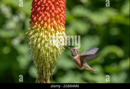 Un colibri d'Anna ' Calypte anna ' sime le nectar d'une torche Lilly plante ' Kniphofia '. Banque D'Images